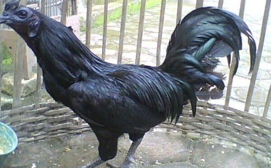 Lào Cai: phát triển mô hình nuôi gà đen bản địa