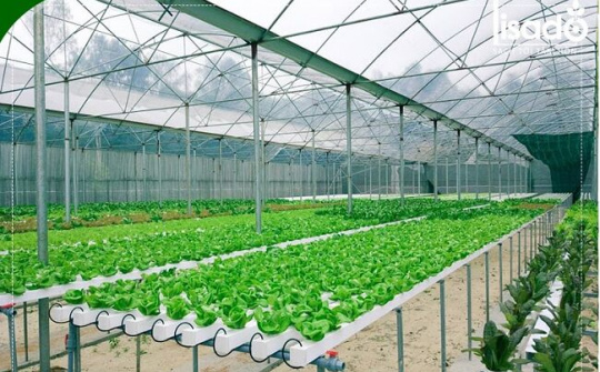 Huyện Thuận Thành (Bắc Ninh) từng bước phát triển nông nghiệp theo hướng hiện đại