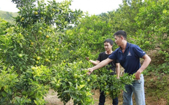 Sơn La: Hiệu quả từ trồng cây ăn quả trên đất dốc