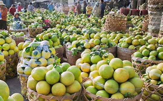 Xuất khẩu rau quả chính ngạch - con đường bền vững