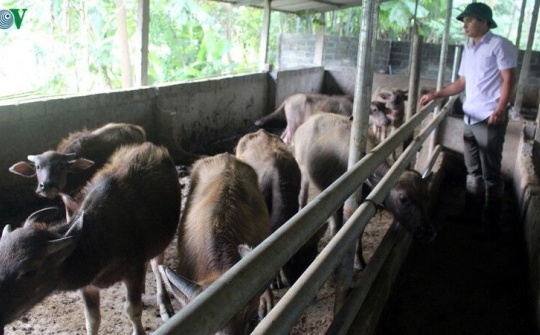 Bắc Kạn: Quyết tâm làm giàu của HTX thanh niên