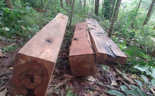 Quảng Nam: Tiếp tục phát hiện vụ phá rừng phòng hộ quy mô lớn