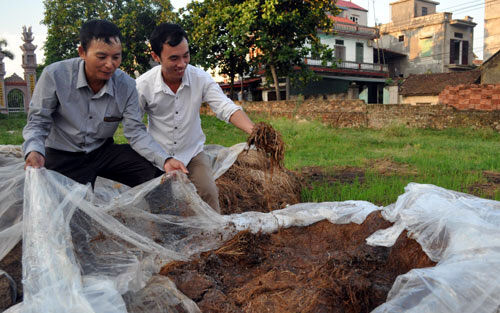 Chuyển giao kỹ thuật nông nghiệp cho hơn 3.500 người tại Bắc Ninh
