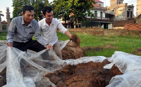 Chuyển giao kỹ thuật nông nghiệp cho hơn 3.500 người tại Bắc Ninh