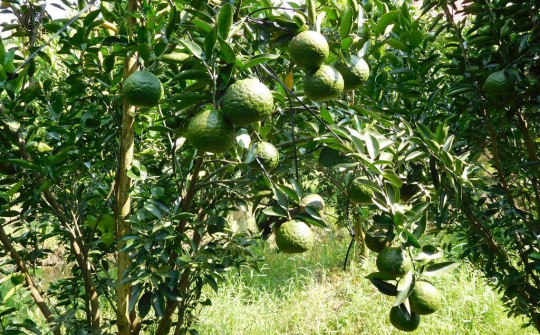 Hậu Giang: Xây dựng mô hình nông nghiệp hiệu quả