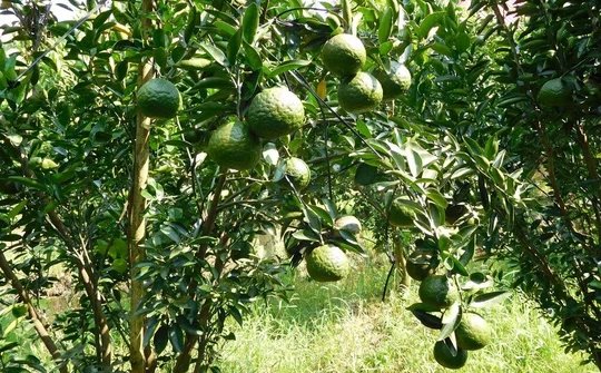 Hậu Giang: Xây dựng mô hình nông nghiệp hiệu quả