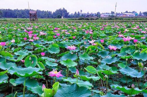 Vùng Đồng Tháp Mười: hiệu quả từ mô hình trồng sen