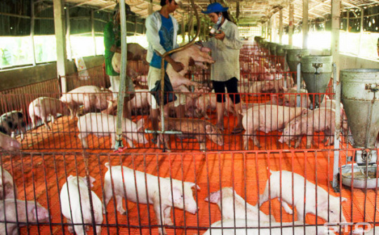 Thuận Thành bảo đảm an toàn cho đàn vật nuôi (Bắc Ninh)