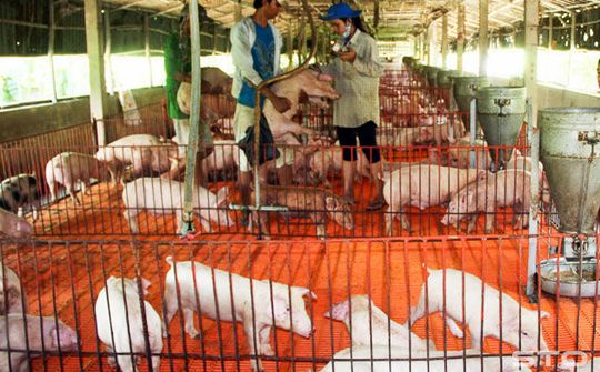 Thuận Thành bảo đảm an toàn cho đàn vật nuôi (Bắc Ninh)