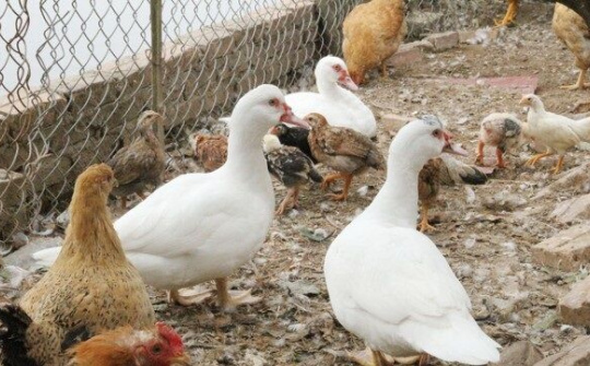 Kế hoạch phòng, chống dịch bệnh gia cầm ở Bắc Ninh