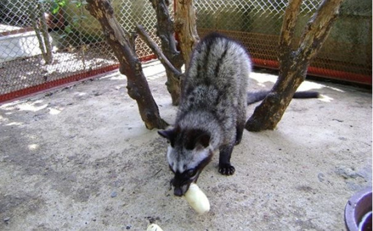 Mũi Cà Mau: hiệu quả mô hình nuôi chồn hương