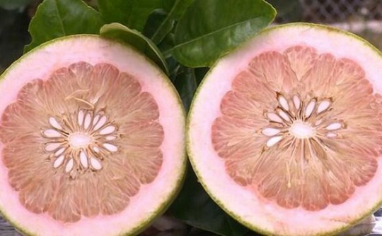 Xây dựng thương hiệu bưởi da xanh Mai Sơn - Sơn La