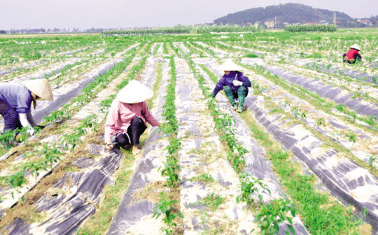 Nông nghiệp công nghệ cao đang thực sự phát triển tại Bắc Ninh