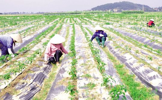 Nông nghiệp công nghệ cao đang thực sự phát triển tại Bắc Ninh