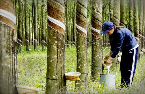 Cần tăng sức cạnh tranh cho ngành công nghiệp cao su Việt Nam