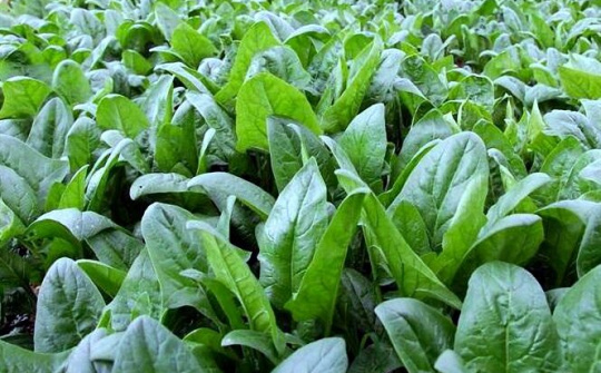 Trồng cải bó xôi xuất khẩu sang Nhật