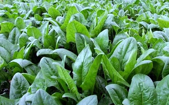 Trồng cải bó xôi xuất khẩu sang Nhật