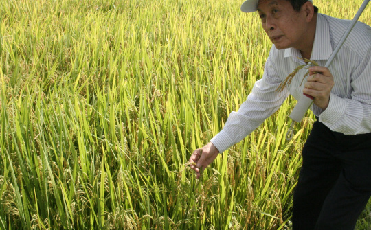 Giống lúa thuần mới HDT10: Bội thu của nhà nông