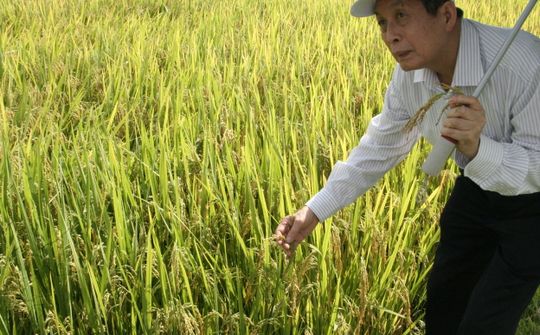 Giống lúa thuần mới HDT10: Bội thu của nhà nông