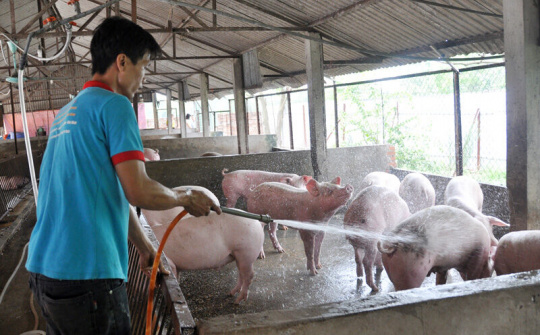 Doanh thu bình quân các HTX chuyên ngành nông nghiệp tại Bắc Ninh giảm 180 triệu đồng