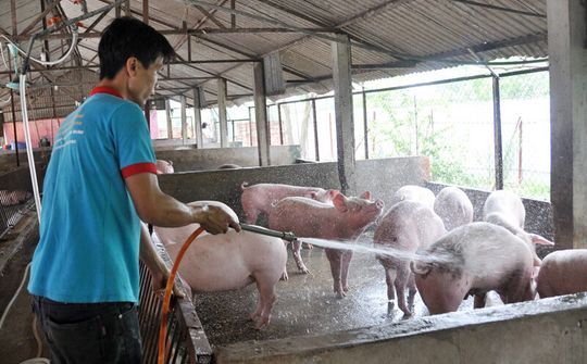 Doanh thu bình quân các HTX chuyên ngành nông nghiệp tại Bắc Ninh giảm 180 triệu đồng