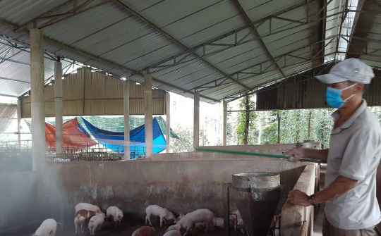 Dịch tả lợn châu Phi đang có dấu hiệu giảm dần