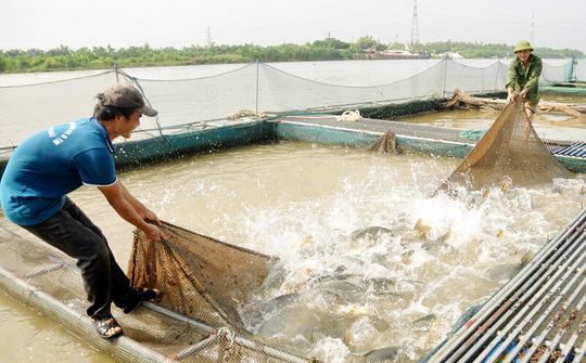 Toàn tỉnh Bắc Ninh có 1.990 lồng nuôi cá trên sông