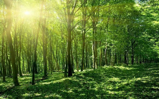 Đề án Quản lý rừng bền vững và chứng chỉ rừng mang đến những dấu hiệu tích cực