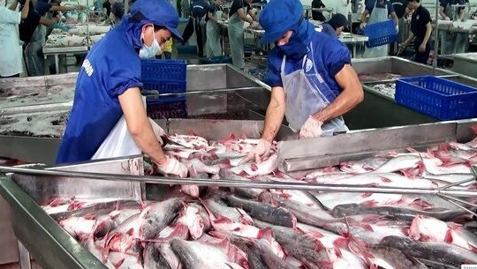 Cá da trơn Việt Nam được hoan nghênh tại thị trường Mỹ