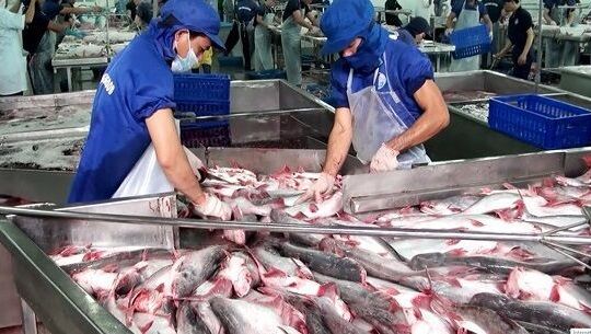 Cá da trơn Việt Nam được hoan nghênh tại thị trường Mỹ