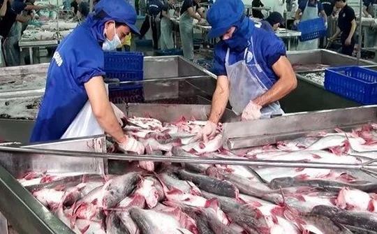 Cá da trơn Việt Nam được hoan nghênh tại thị trường Mỹ