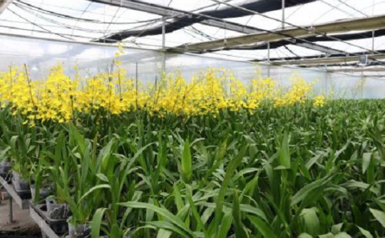 Bắc Ninh phát triển nông nghiệp công nghệ cao theo hướng bền vững