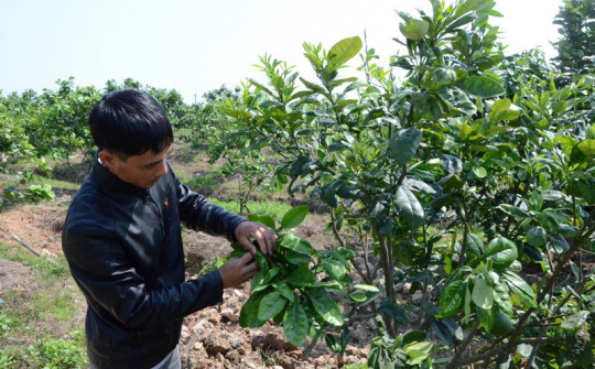 Thay đổi tư duy sản xuất, hiệu quả từ xây dựng nông thôn mới tại Lương Tài, Bắc Ninh