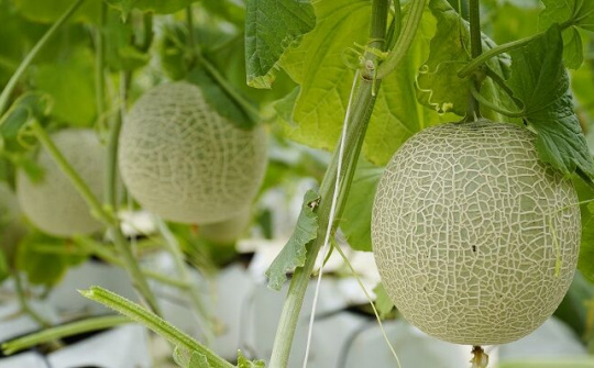 Thưởng thức nông sản sạch tại Hợp tác xã Nông nghiệp Đồng Tâm 3