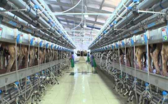 Quy trình vắt sữa “kín hoàn hảo” của TH true MILK: Sữa tươi không tiếp xúc với không khí một giây nào