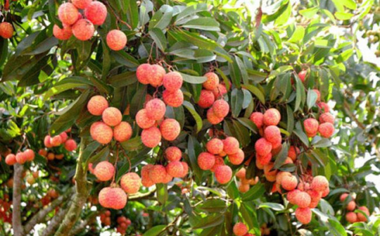 Vải thiều được xuất khẩu sang Nhật Bản