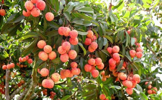 Vải thiều được xuất khẩu sang Nhật Bản