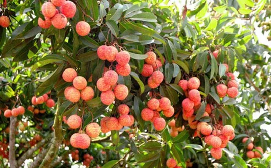 Vải thiều được xuất khẩu sang Nhật Bản