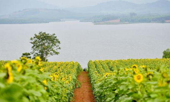 Bí kíp “bỏ túi” khi đến cánh đồng hoa hướng dương lớn nhất Việt Nam tại Nghệ An