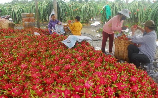 Loại bỏ tư duy thị trường dễ tính khi xuất nhập khẩu