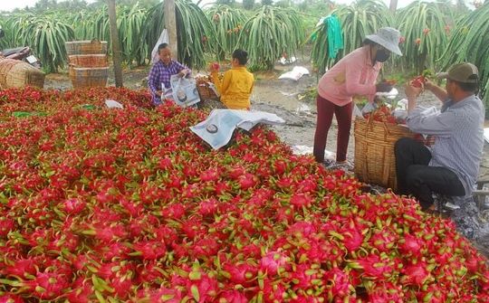 Loại bỏ tư duy thị trường dễ tính khi xuất nhập khẩu