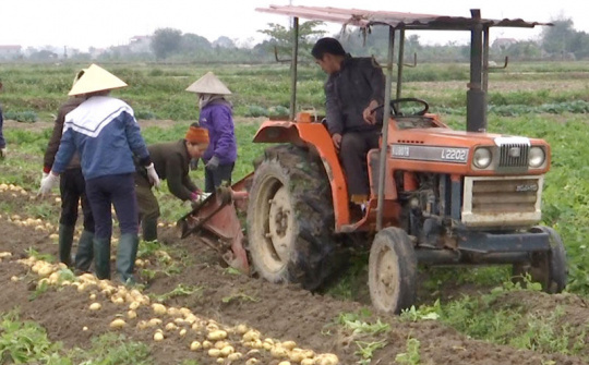 Quế Võ, Bắc Ninh phát huy thế mạnh trong sản xuất vụ đông
