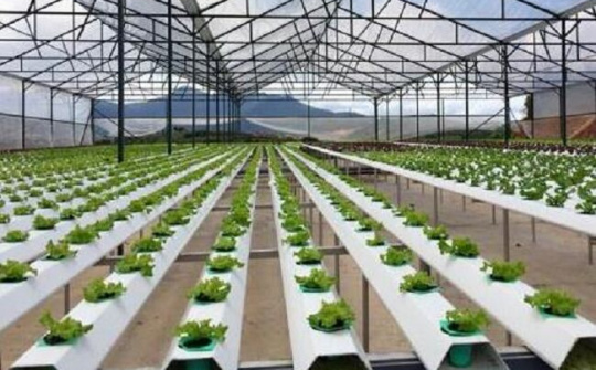 Tiêu chí xác định dự án ứng dụng công nghệ cao trong nông nghiệp