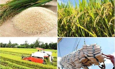 Bộ Công Thương tích cực đẩy mạnh xuất khẩu gạo ra nước ngoài