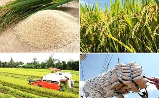 Bộ Công Thương tích cực đẩy mạnh xuất khẩu gạo ra nước ngoài