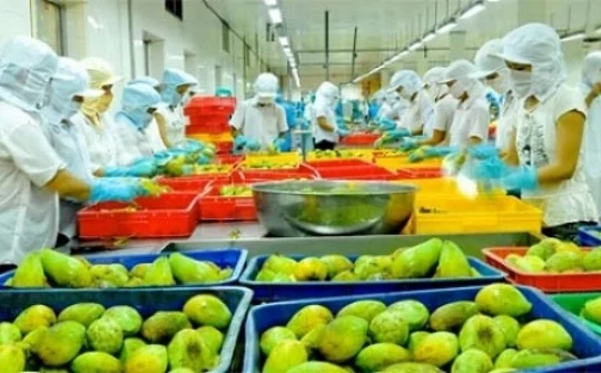 Hướng đi cho rau quả Việt Nam nhập khẩu vào thị trường EU