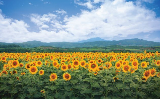 Điều gì phía sau vẻ đẹp những cánh đồng hướng dương ngút ngàn?