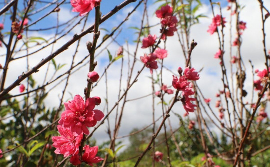 Sắc hồng rực rỡ của hoa đào trên Tây Nguyên