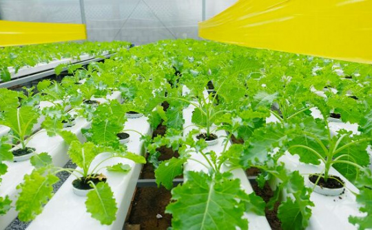 Số doanh nghiệp đầu tư vào nông nghiệp tăng cao