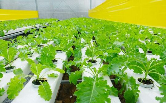 Số doanh nghiệp đầu tư vào nông nghiệp tăng cao